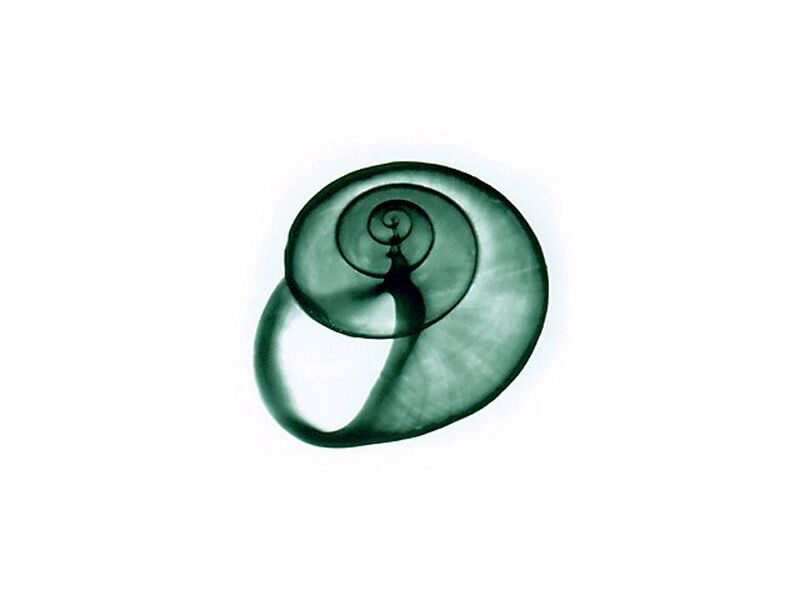 File:Shell01.jpg