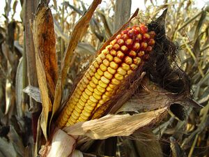 Corn Songs cover