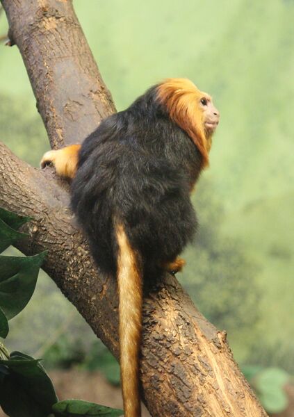 File:Golden-headed Lion Tamarin 085.jpg